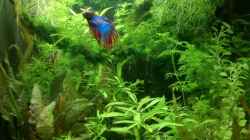 Aquarium Becken 34165