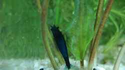 Besatz im Aquarium Becken 34165
