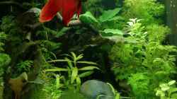 Aquarium Becken 34165
