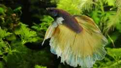 Besatz im Aquarium Becken 34165