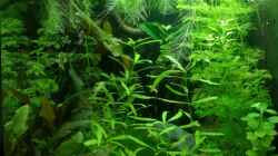Aquarium Becken 34165