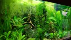 Aquarium Becken 34170