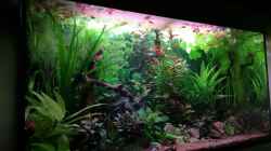 Aquarium Becken 34170