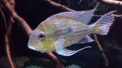 Geophagus abalios Weib 