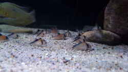 Corydoras davidsandi 