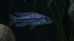 Tyrannochromis maculiceps 
