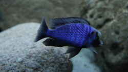 Cyrtocara Moorii 