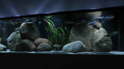 Aquarium 2900l Malawi-Räuberbecken