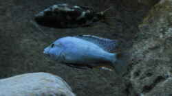 Nimbochromis livingstonii 