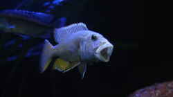 Aristochromis christyi 