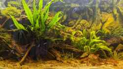 Aquarium Golden River