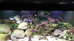 Aquarium Malawi Mix & Friends