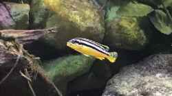 Besatz im Aquarium Malawi Mix & Friends
