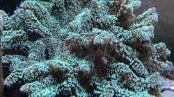 Pflanzen im Aquarium Mini Premium Reef
