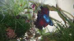 tolle Farbe 