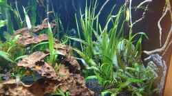 Vallisneria 