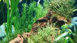 Wasserpest