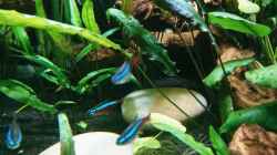 20 Neon Salmler