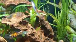 Guppys