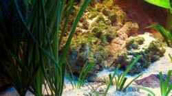 Vallisneria spiralis - Glattblättrige Vallisnerie 