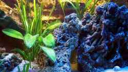 Dekoration im Aquarium Becken 3607