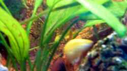 Pflanzen im Aquarium Becken 3607