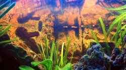 Dekoration im Aquarium Becken 3607