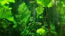 Pflanzen im Aquarium Sven`s Gesellschaftsbecken