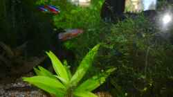 Besatz im Aquarium Sven`s Gesellschaftsbecken
