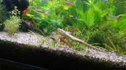 Besatz im Aquarium Sven`s Gesellschaftsbecken
