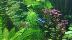 Pflanzen im Aquarium Sven`s Gesellschaftsbecken