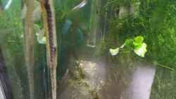 Besatz im Aquarium Sven`s Gesellschaftsbecken