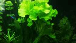 Wasserrose