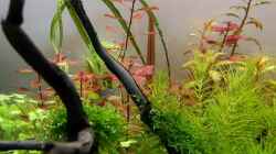 Pflanzen im Aquarium Pflanzenwelt ReLoaded