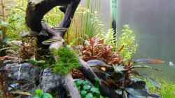 Pflanzen im Aquarium Pflanzenwelt ReLoaded
