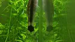 Otocinclus affinis
