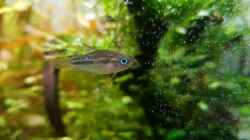 Trichopsis pumila