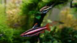 Nannostomus marginatus und Nannostomus mortenthaleri