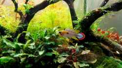 Apistogramma panduro