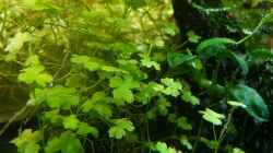 Hydrocotyle tripartita