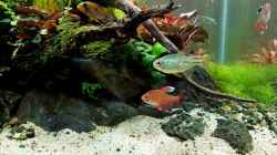 Besatz im Aquarium Pflanzenwelt ReLoaded
