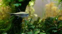 Vermutlich Hemigrammus rodwayi