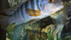 Pflanzen im Aquarium Becken 3631
