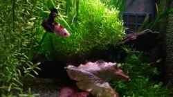 Aquarium Nanowelt