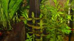 Bacopa monnieri vor Hygrophila difformis