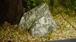 Leopardstein mit Echinodorus Tellenus-Ablegern