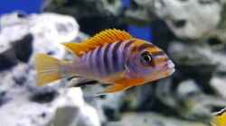 Besatz im Aquarium Delta Malawi Becken