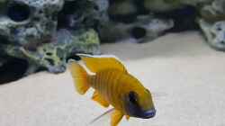 Besatz im Aquarium Delta Malawi Becken