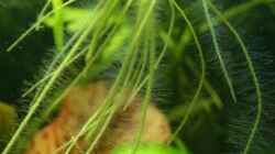Pflanzen im Aquarium Becken 3673
