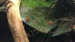 Neocaridina heteropoda var. Red
